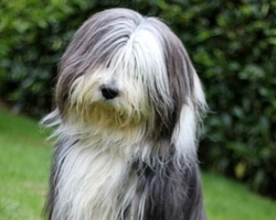 Bearded Collie: carattere e pelo