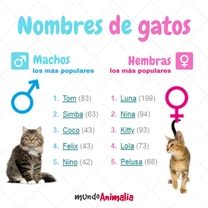 ¿Qué nombre le pongo a mi gato?