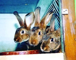 Kokcidióza v chovu králíků