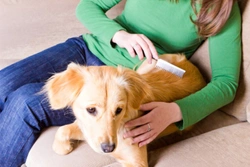 Signs You May Have Chosen the Wrong Pet Sitter