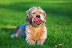 Leiomyoma or intestinal/stomach tumours in dogs