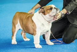 Municipality of Amsterdam moves to end dog shows in the city