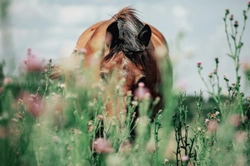 Beware early laminitis this Spring