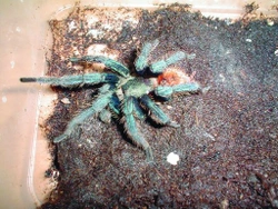 Páření druhu Chromatopelma cyanopubescens