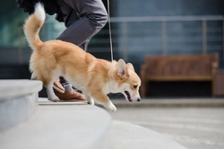 Teaching a dog to go up and down stairs