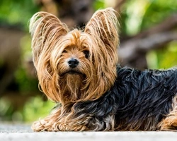 Yorkshire Terrier: a che prezzi si trova in Italia?