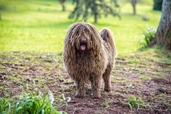 3 Extraordinary Looking Dog Breeds