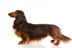 The Different types of Coat & Colour Variations in Dachshunds