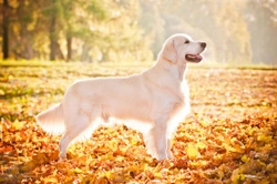 Golden Retriever Temperament and Training