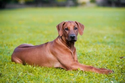 The genetics of the Rhodesian ridgeback dog’s ridge