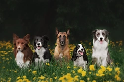 22 Interesting Facts About Different Dog Breeds