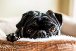 Dog Breeds Prone to Skin & Food Allergies