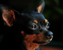 Pinscher toy caratteristiche: 3 Motivi per scegliere questa razza