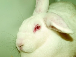 Zdravotní problémy v chovu králíků, díl 8. – Vakcinace králíků – myxomatóza