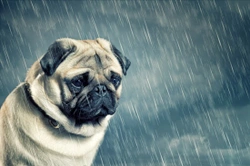 What to do if your dog refuses to go out to toilet in the rain