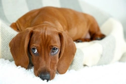 The 10 Most Important Puppy Commandments