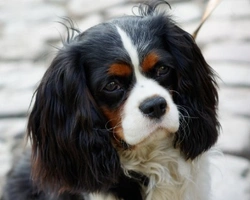 Cavalier King Charles Spaniel: carattere e dove trovarlo