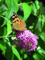 Babočka bodláková Vanessa cardui (Linnaeus, 1758)