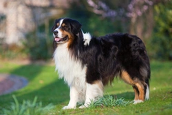 Iris coloboma in the Australian shepherd dog breed