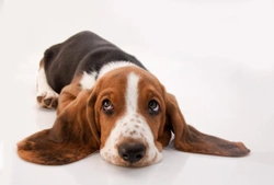 Primary Open Angle Glaucoma (POAG) in Basset dog breeds
