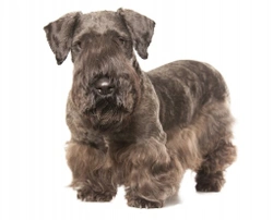 The breed standard and appearance of the Cesky terrier