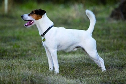 Jack Russell teriér 1. část