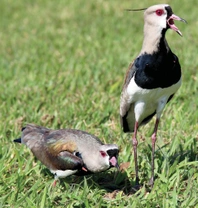 Zkušenosti s chovem čejky jižní (Vanellus chilensis)