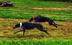 Coursing - sport, který provozuje člověk společně se psy