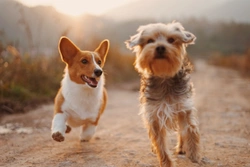 5 Garden Fertilisers UK Dog Owners Must Avoid in 2025