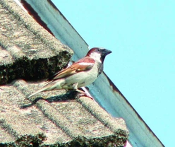 Vrabci domácí Passer domesticus (Linnaeus, 1758)