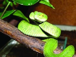 Chřestýšovci rodu Trimeresurus