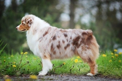 Why do some dog breeds have naturally bobbed tails?