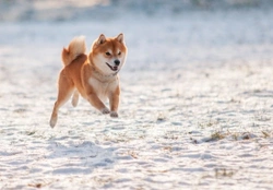 Learning more about the Shiba Inu dog