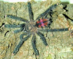 Avicularia urticans