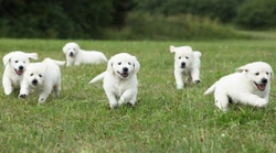 Ethical Puppy Deposits UK 2025: Secure Steps for Buyers
