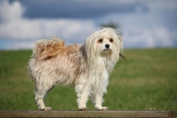 Canine Multiple System Degeneration (CMSD) Health Testing Guide