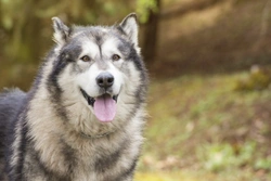 Idiopathic Polyneuropathy in Dogs