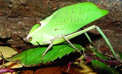 Listožravá kobylka Stilpnochlora couloniana a  její chov