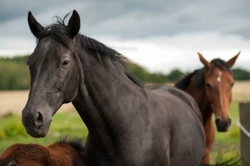 Worming Your Horse