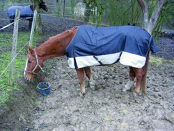 Domov pro koně Díl 2: Koně v lidských podmínkách