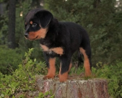 Rottweiler cucciolo 2 o 3 mesi? A quanti mesi adottare un cucciolo?