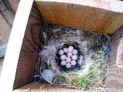 Sýkora azurová (Parus cyanus) – další poznatky z chovu