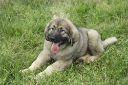 More About the Charming and Loyal Carpathian Sheepdog