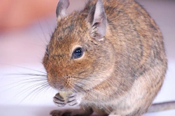 Feeding your degu