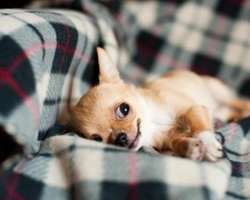 Chihuahua o chiwawa? Migliaia di ricerche mensili per un unico cane