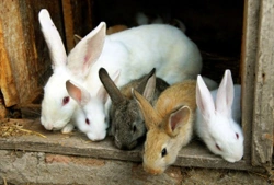Breeding from your pet rabbit