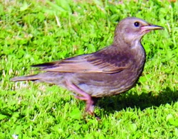 Špaček obecný Sturnus vulgaris, Linnaeus, 1758