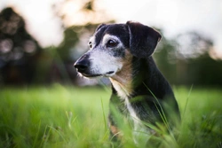 Dogs and vestibular disease: Knowing the symptoms