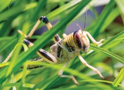 Poklady z přírody 73 – Hmyz