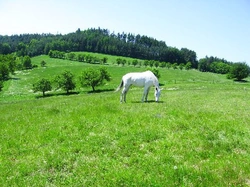 Malá veterinární příručka pro milovníky koní - díl 24.